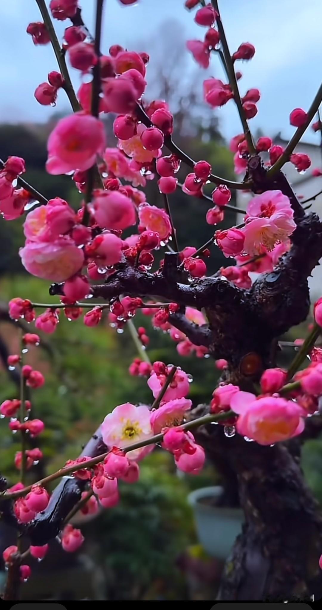 七律•游园净怀闲步芳园晓露轻，俗尘暂卸一身轻。风牵柳袖拂心垢，鸟落桃梢送