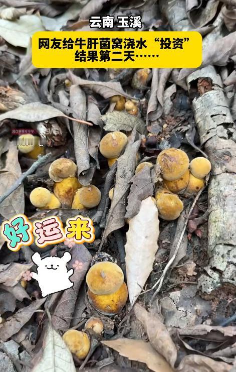 云南玉溪，一女子发现一处牛肝菌窝，舍不得采，浇水养护打算次日再收。谁知天亮赶到时