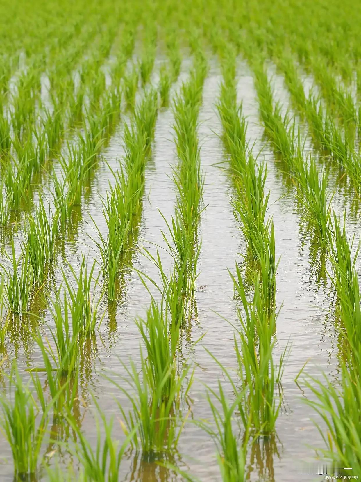 我家种水稻是从2000年左右开始使用除草剂的。不仅我家种水稻用除草剂，在我们江