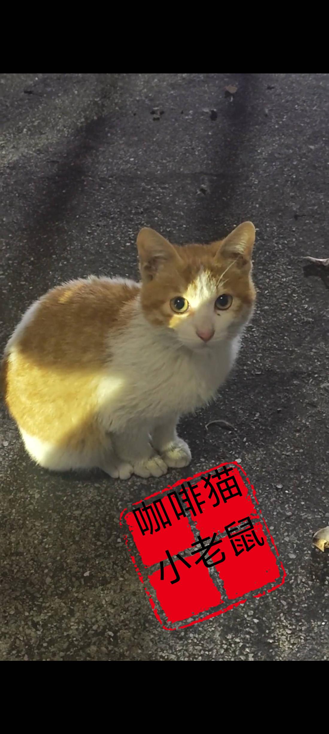 被主人遗弃在大街上的小猫一直哭个不停，因为此时的她已经无路可走，也没有一个让自己