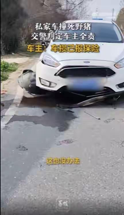 不信你试试看，只要你撞了野猪，不管什么情况都是你全责。近日，安徽合肥一辆私家