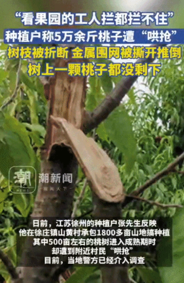又是哄抢！江苏徐州，一种植户种植了500亩桃树，眼看到了桃子成熟收获的季节，不料