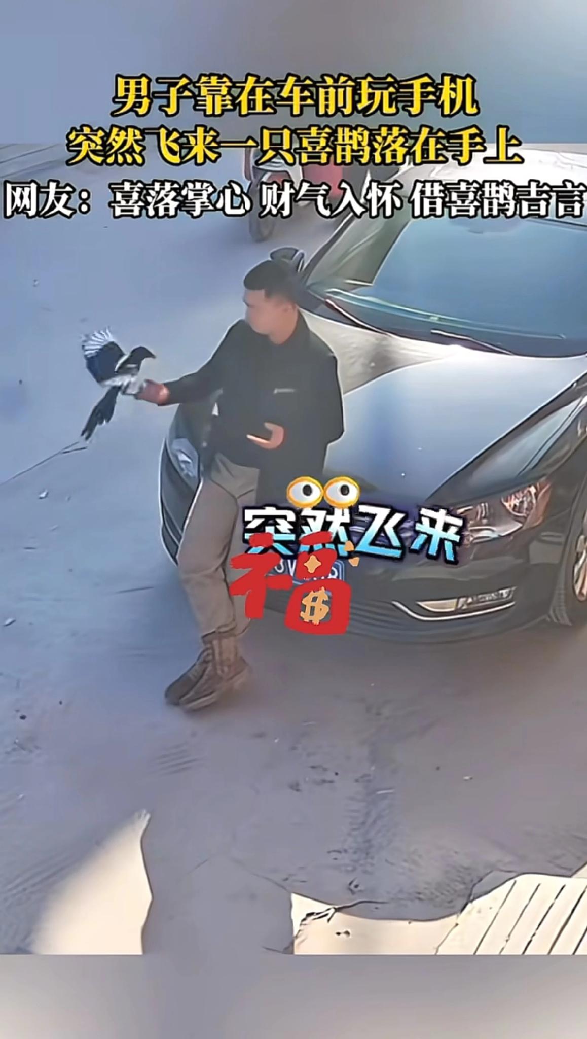 喜鹊报喜！一名男子靠在车前低头玩手机，不料突然飞来一只喜鹊，落在手上，
