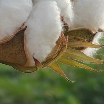 如何种植棉花1、种植把好“五关”保全苗壮苗北方种植棉花的关键是一播拿全苗。生产中