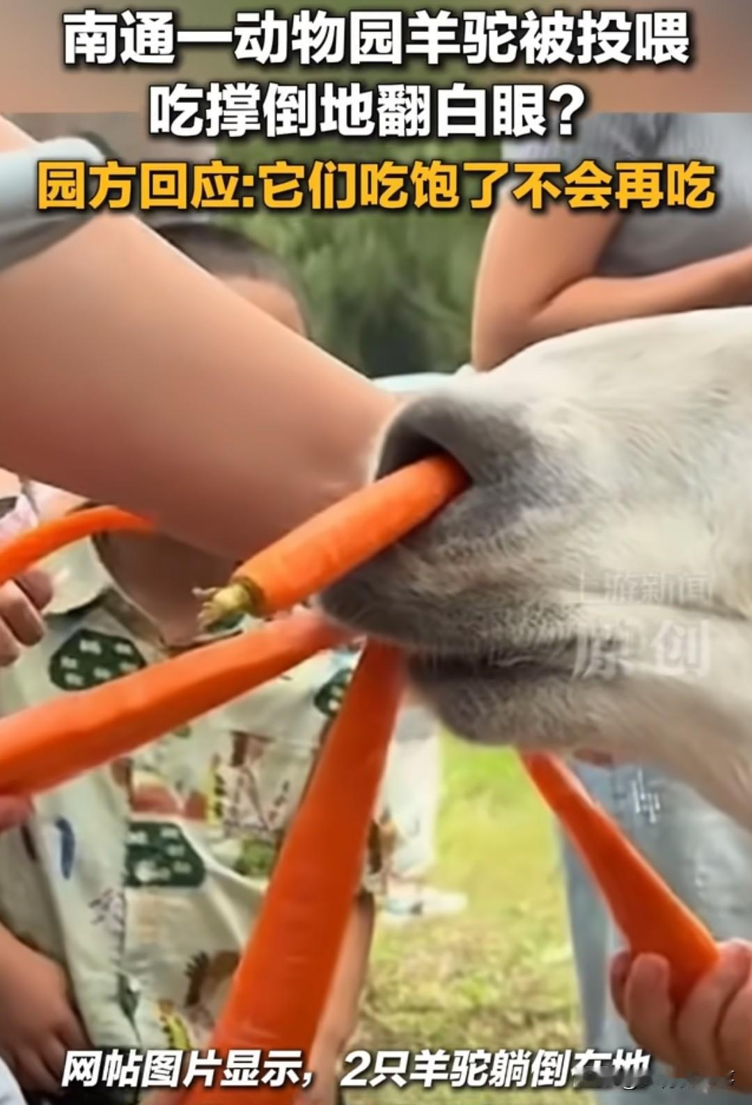 救命啊！南通动物园的羊驼居然被游客喂到翻白眼？！刚刚看到热搜，南通动物园几只