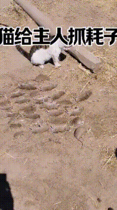 被这只懂事的小猫咪狠狠可爱到了，原来猫咪的爱意，都藏在它的“战利品”里❤️