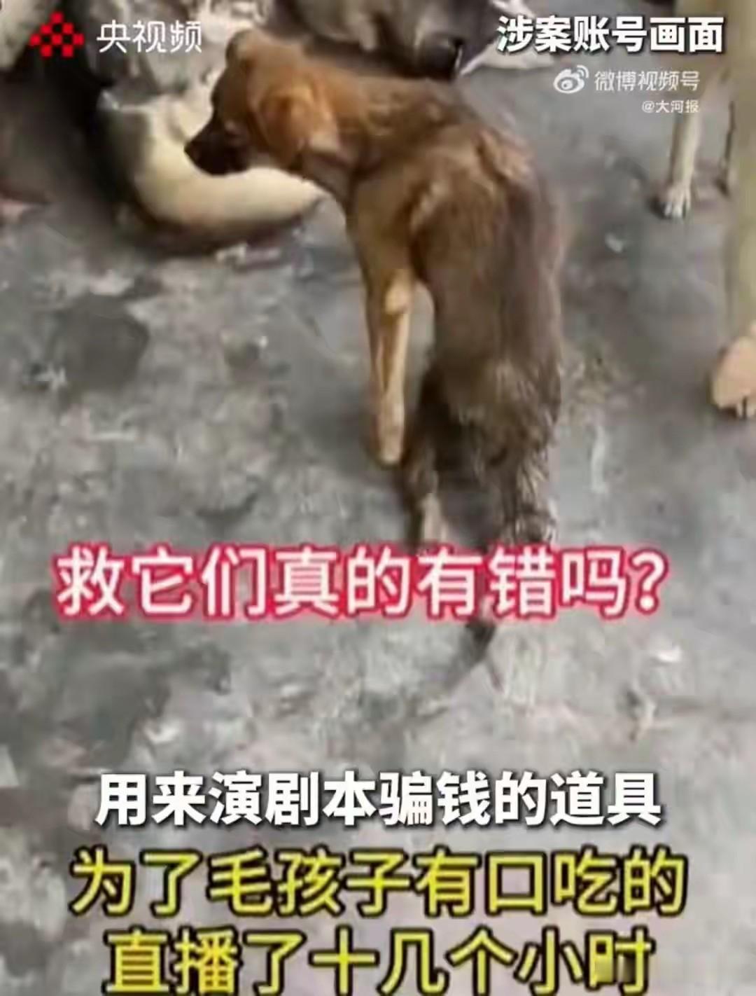 如果没有媒体大肆宣传对宠物狗的溺爱，如果没有这些爱心人士的泛滥，这样的虐狗事件还