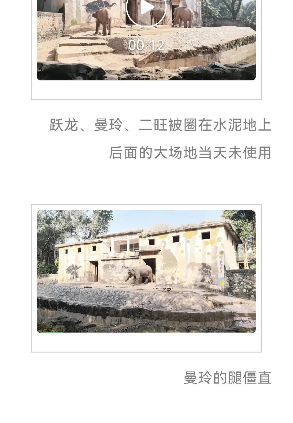 广州动物园的大象“曼玲”，曼玲的两条后腿，明显僵直不正常，疑似被打，抑郁刻板严重