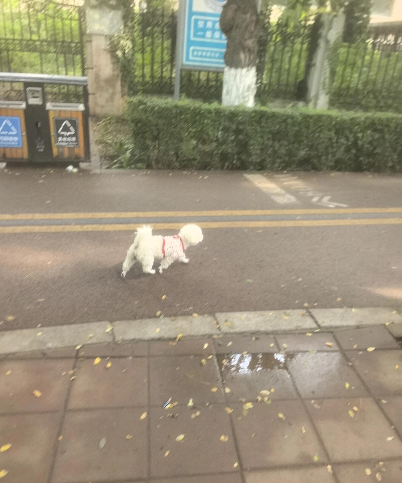 清晨在公园里溜达，一个小泰迪跟在主人身后，小腿倒腾得挺快，赶紧拍下来。