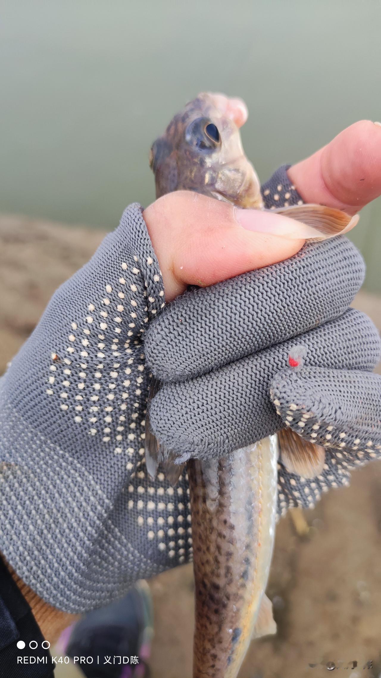 前段时间发鲫鱼，但老想着钓大鱼，现在想钓鲫鱼了，结果都是船丁，就这鱼还不是谁都能