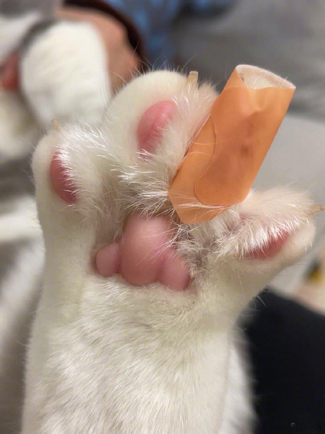朋友你是认真的吗？这么包扎合适吗？一个网友家的猫打破了一个花瓶，脚掌被玻璃给划伤