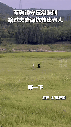 万物皆有灵！近日山东济南，小两口在外散步，走着走着突然听见一阵非常急切的犬吠声