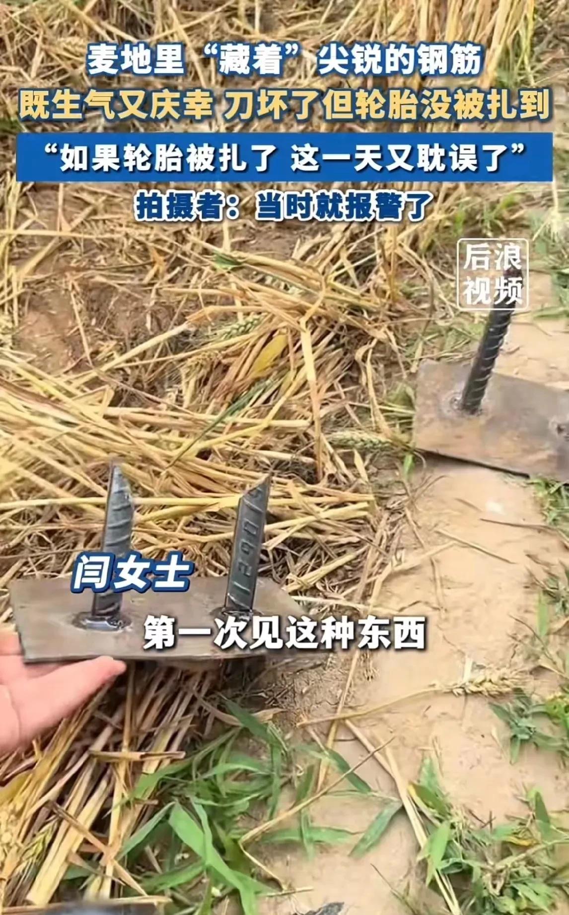不要低估人性之恶麦田里的“圈套”，二十公分长锋利的钢筋焊接在铁板上，然后放置在