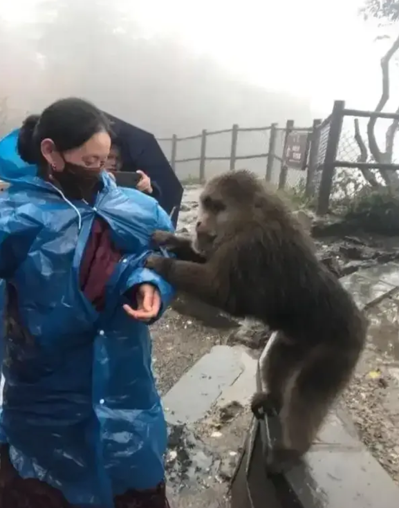 峨眉山最近发生的一起意外事件，让不少网友直呼“心惊肉跳”。据目击者称，一名游客在