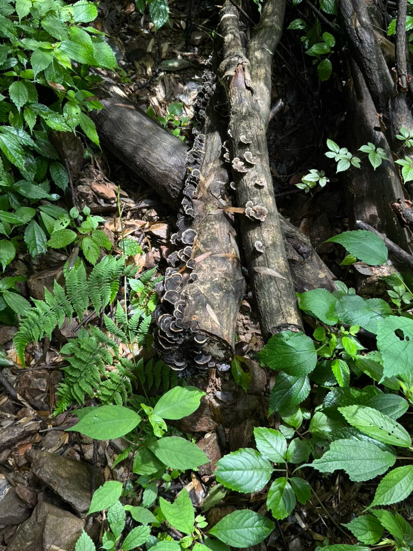 爬山吸氧拍照⛰一览众山小义乌·华溪森林公园