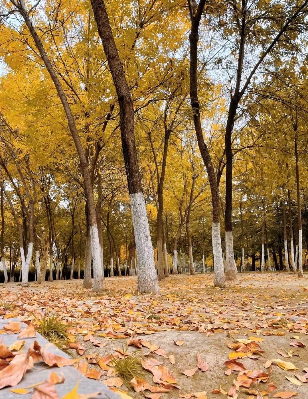 西安人对秦岭进山的执着？一年四季进山春天花开了走进山夏天太热了走进山秋