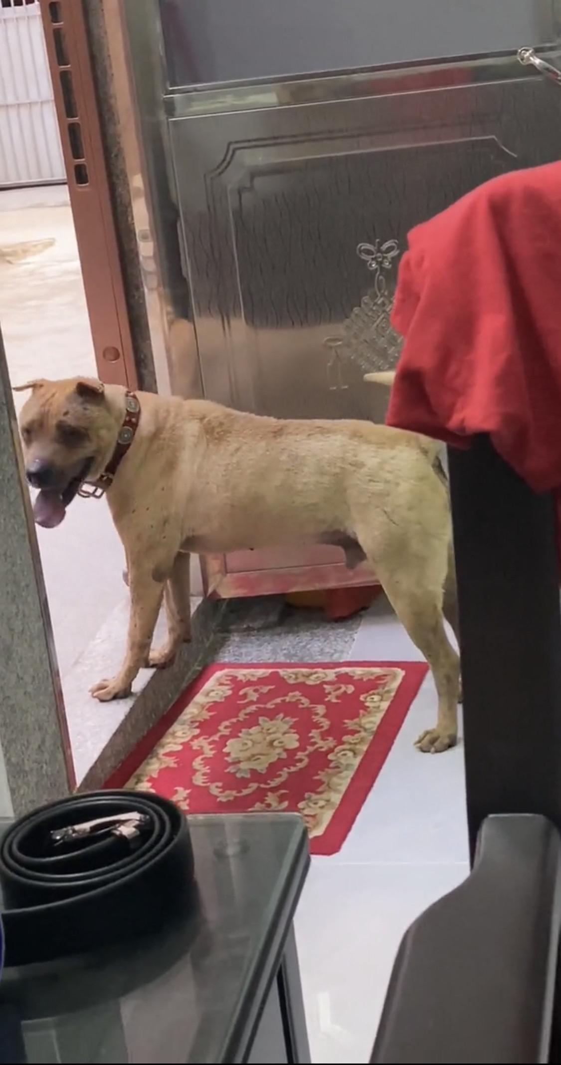 看看你家的护卫犬 家有恶犬请勿靠近 养狗的人