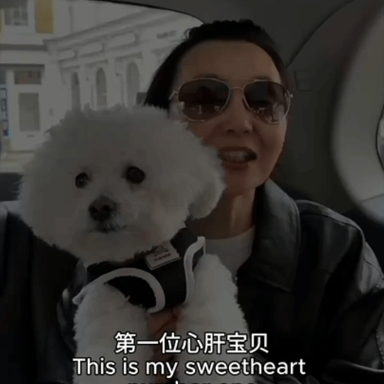 张曼玉牵狗上班想做曼神的狗，被她牵着走