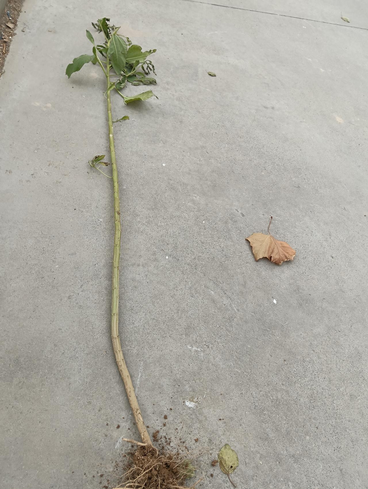 刨出来啥也没有，有认识这种植物的专家么？山东到处都有，一个夏天等到秋天，费劲巴