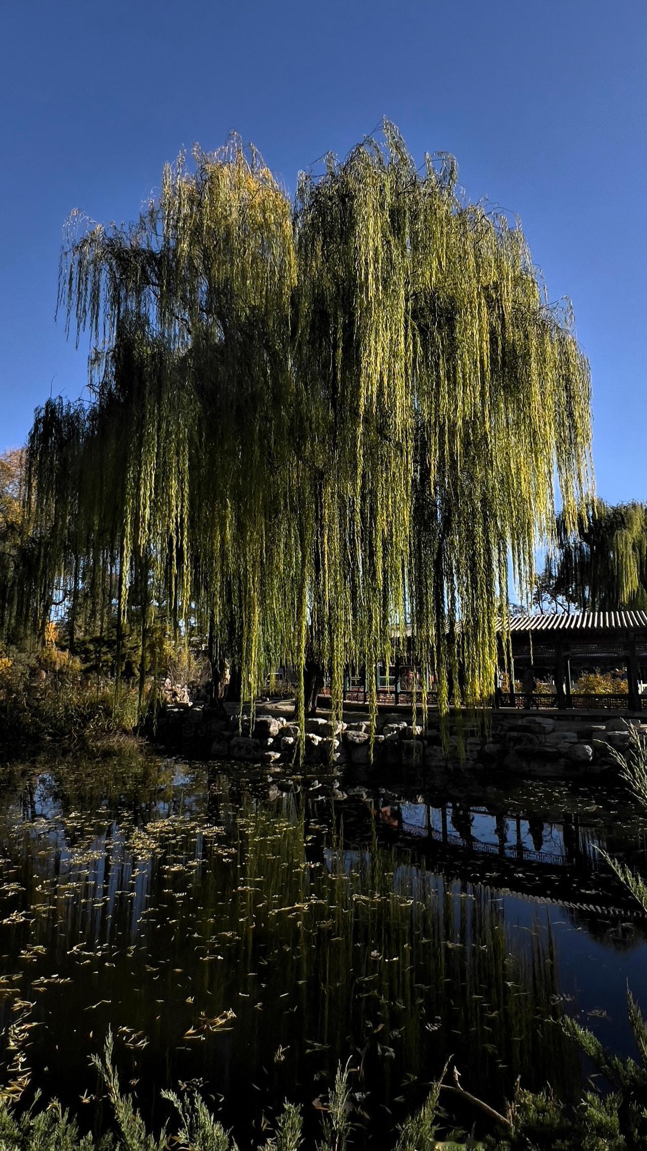 暮秋老柳树的风姿：静谧湖畔，垂柳轻拂，绿意盎然，心旷神怡。”🍃🌿💦