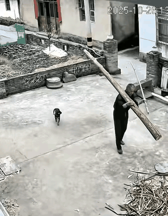 狗命:真苦啊，跟了一个主人没长眼[捂脸哭]差点把命都搭进去。[捂脸哭]