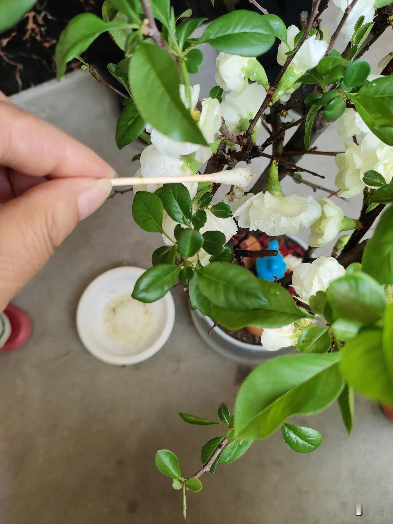 这是年前买了一盆绿梅花，刚买回来的时候都是花骨朵开的挺好，临近春节已经都开败了，