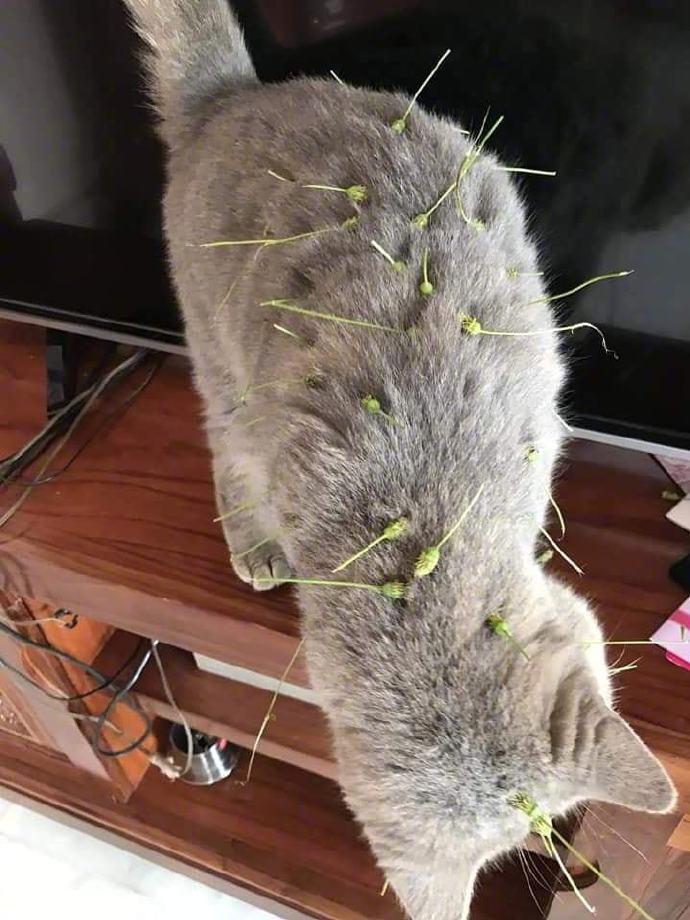 猫跑出去玩，回来竟变成了刺猬
