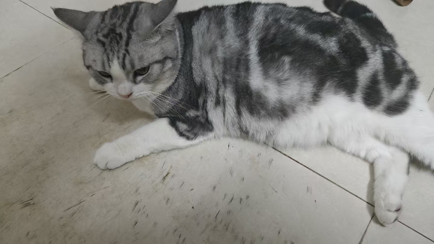 我吸我吸香香小胖猫​​​