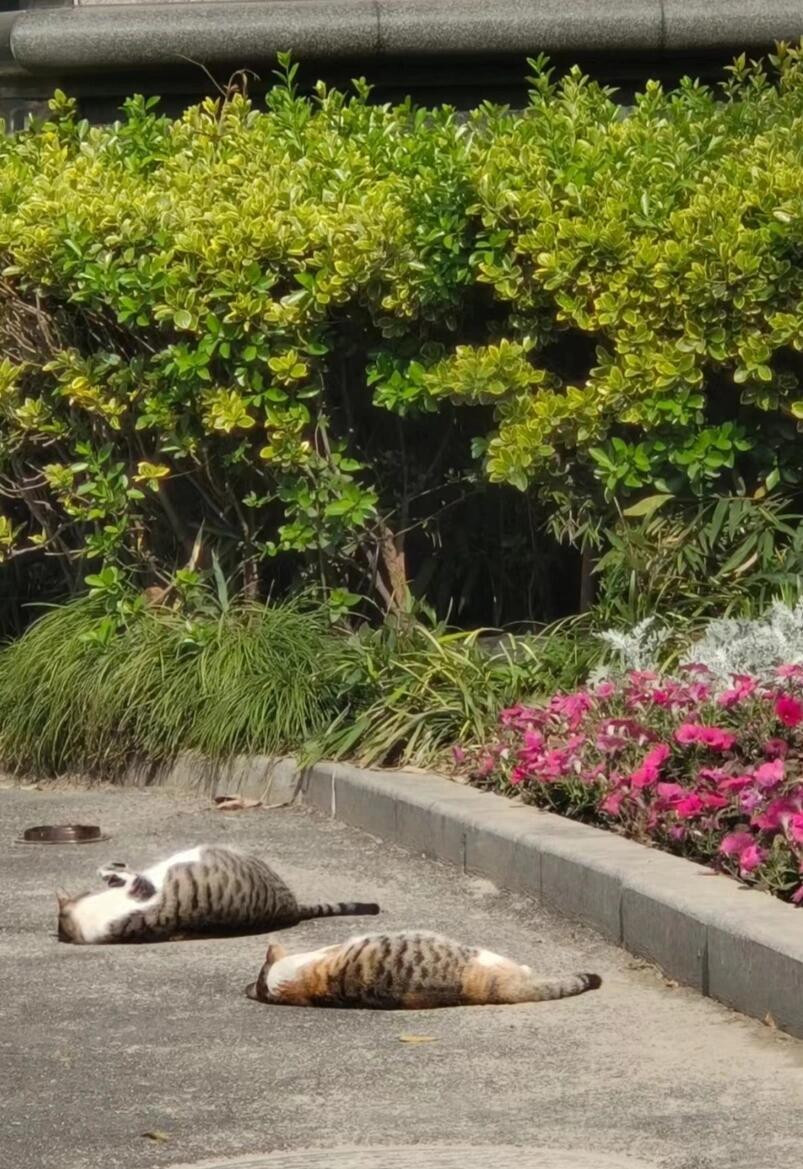 “学校猫学长变成大鲤子鱼啦”​​​