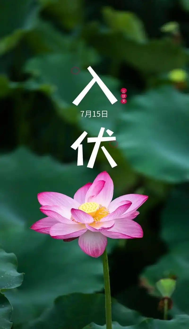 7月15日正式入伏，高温裹挟湿气，脾胃功能随之减弱，饮食务必遵循清补原则。日