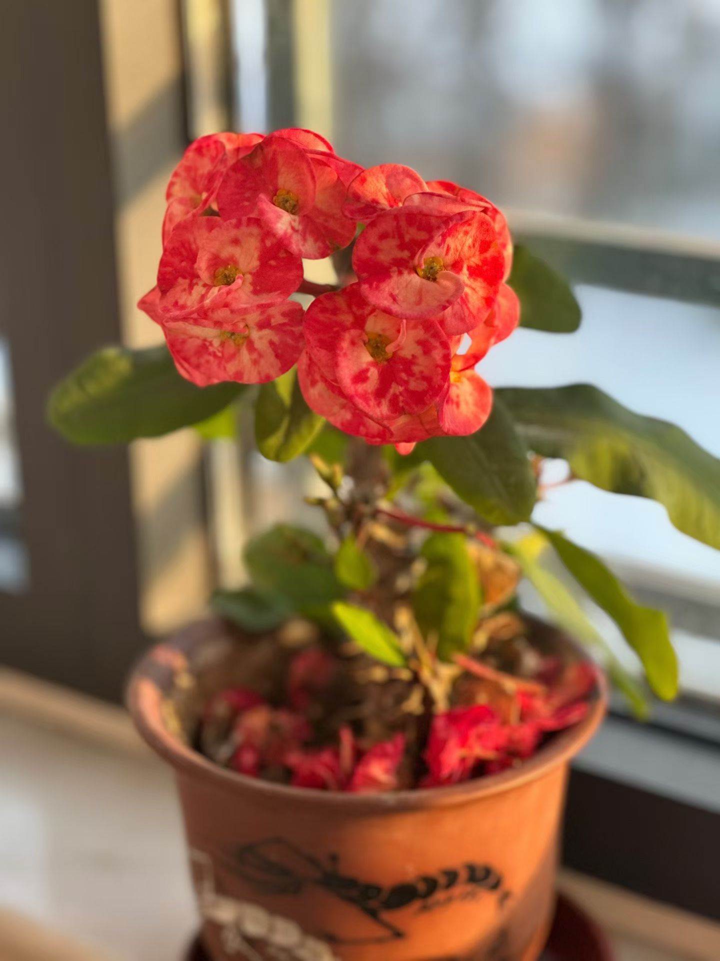 一夜东风吹霜尽万物迎新是立春立春