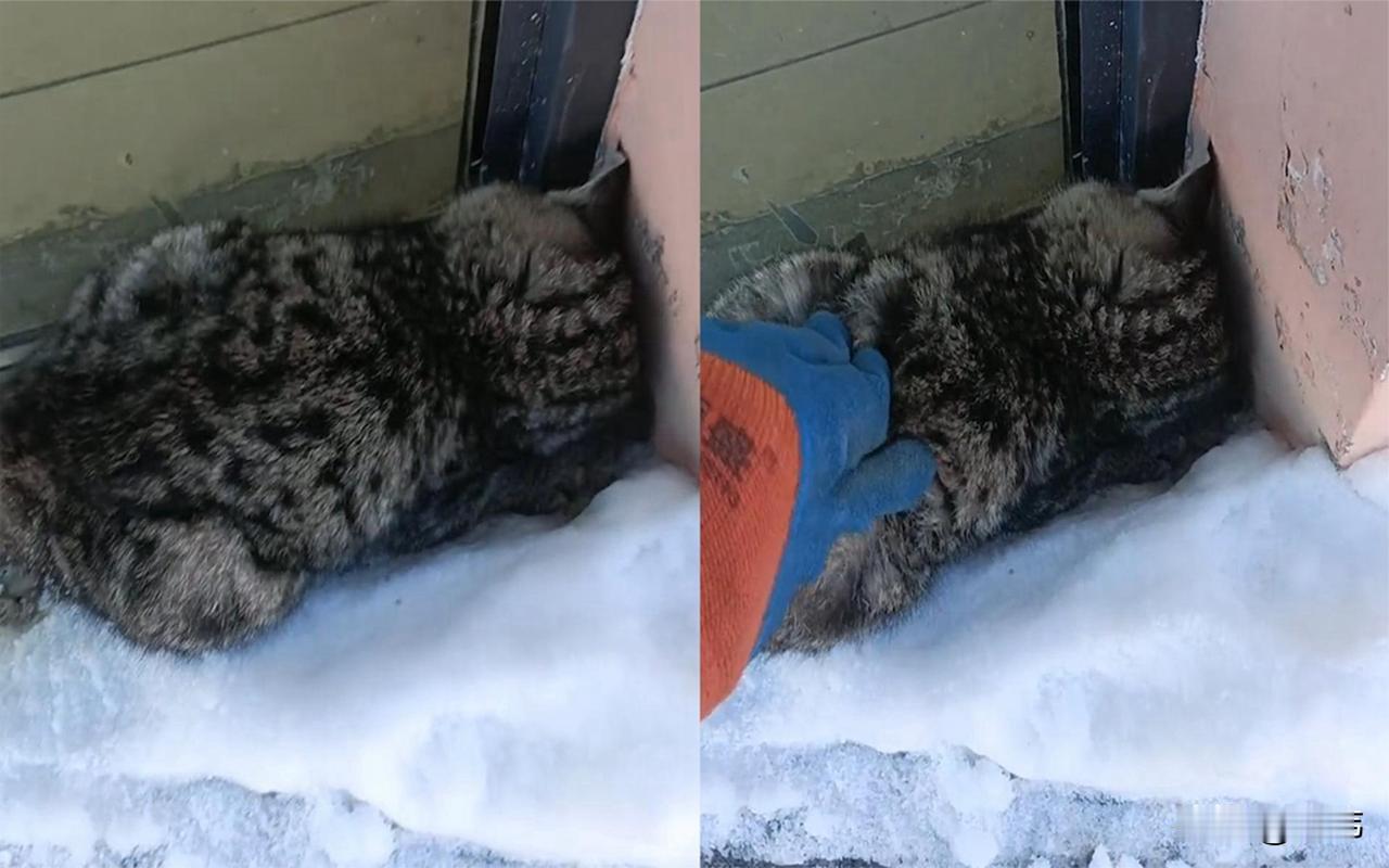 泪目了，一位小姐姐经常投喂小区里的流浪猫，其中一只狸花猫和她特别亲近，每次一见到