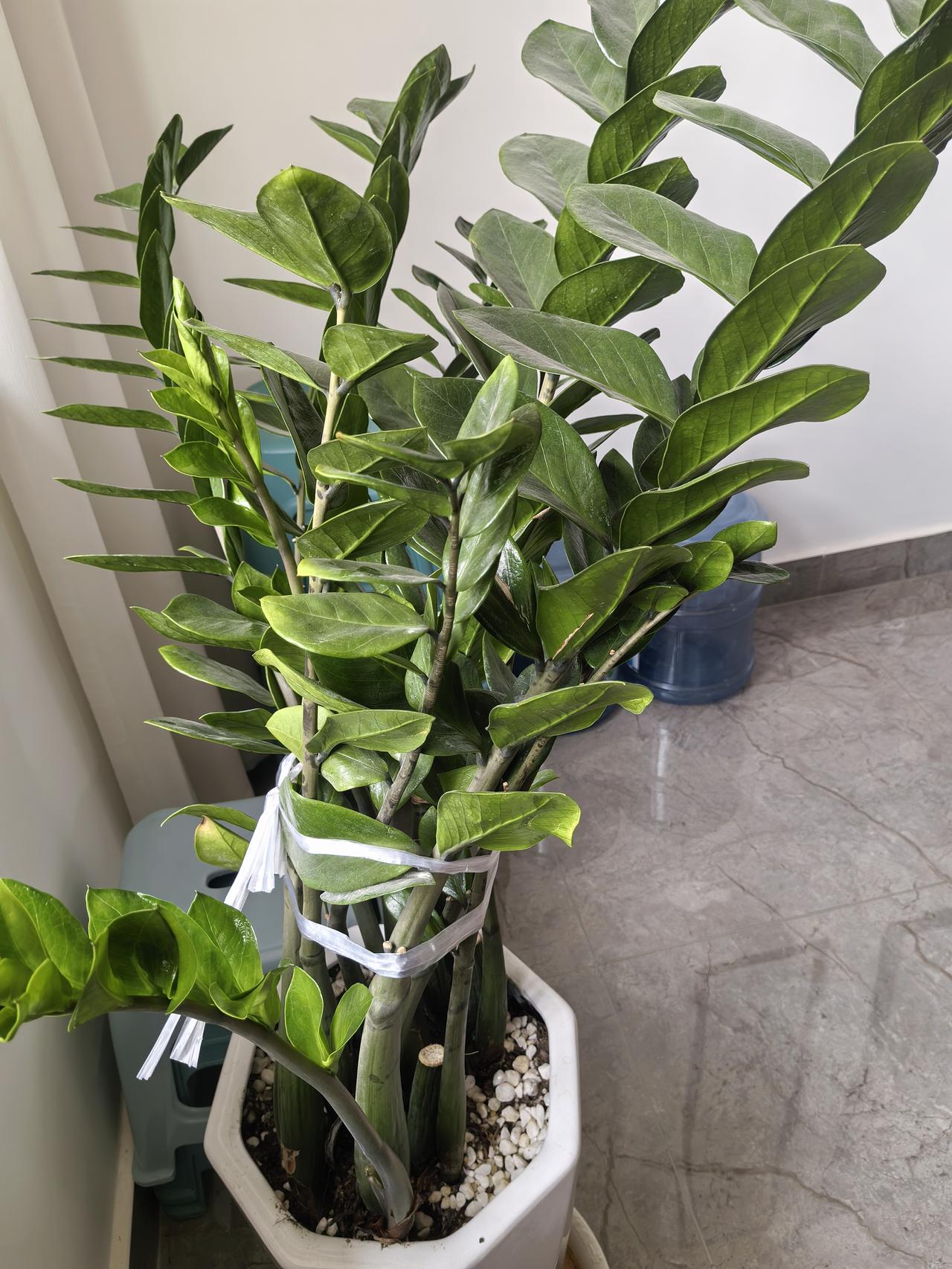 这三种是我家养在客厅的绿色植物，但我们全家都不知道它叫什么名字，也不知道平时怎么