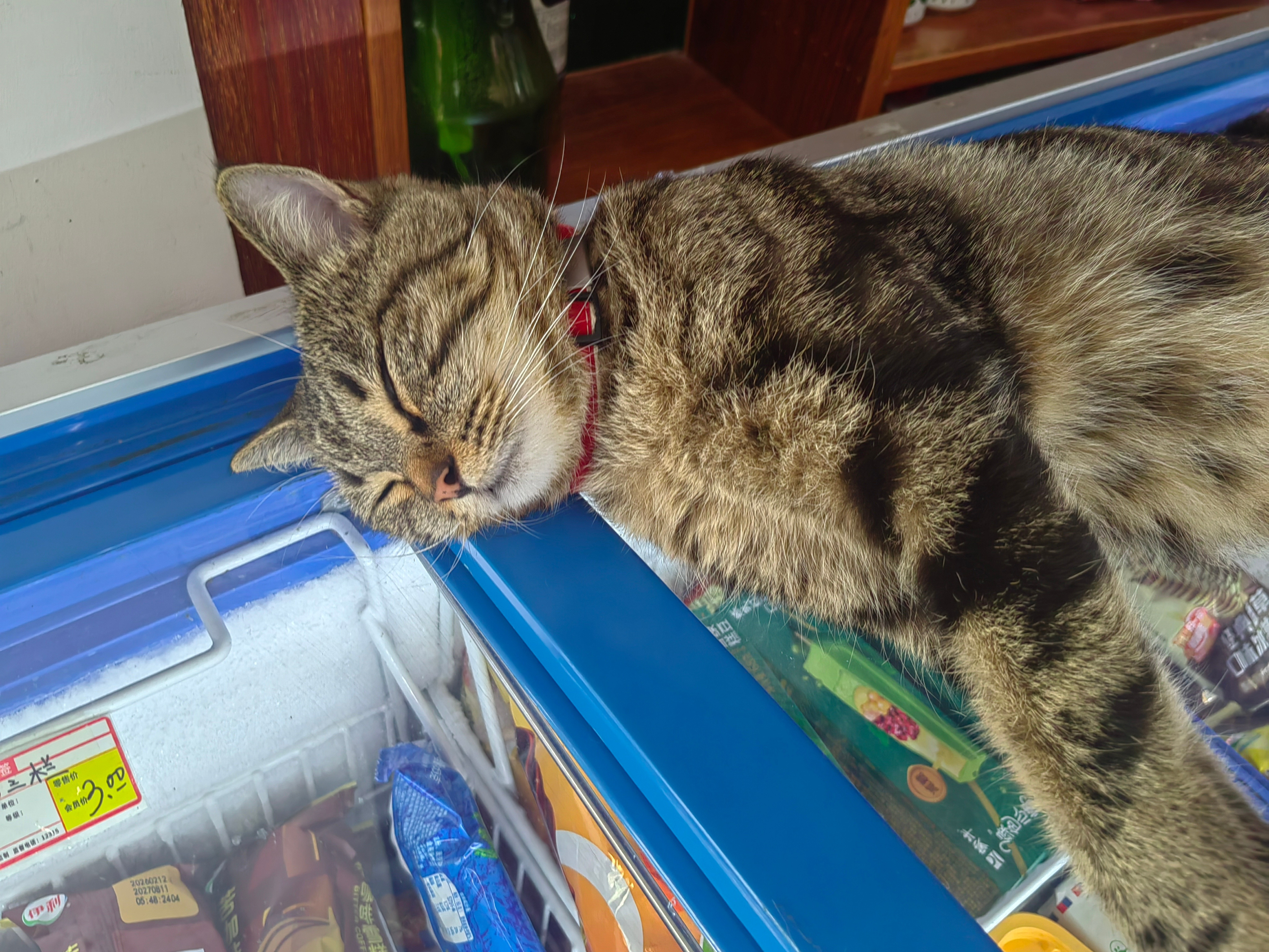 原来小猫是扁平足都在晒猫，我也晒一个