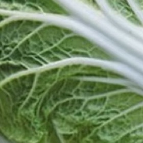 白菜种植方法一、选种与选地根据季节选合适品种，如秋冬选耐寒的“北京新三号”，