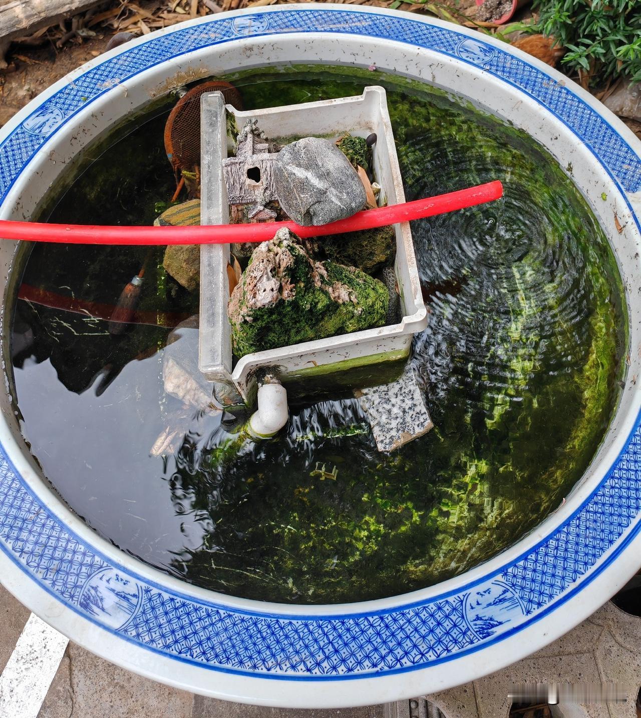 老家院子里有个大鱼缸，原来我在天水的时候，经常去老家，鱼缸里养有鱼和鳖甲。这两年