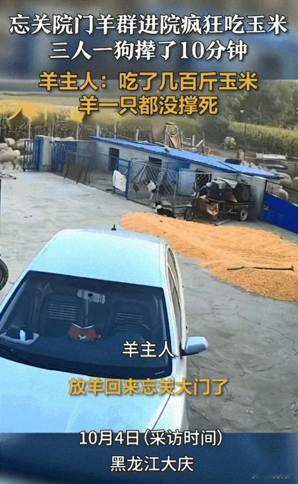 最担心的事还是发生了！黑龙江，一农户放羊回家发现忘关大门了，因为养了几百只羊，羊
