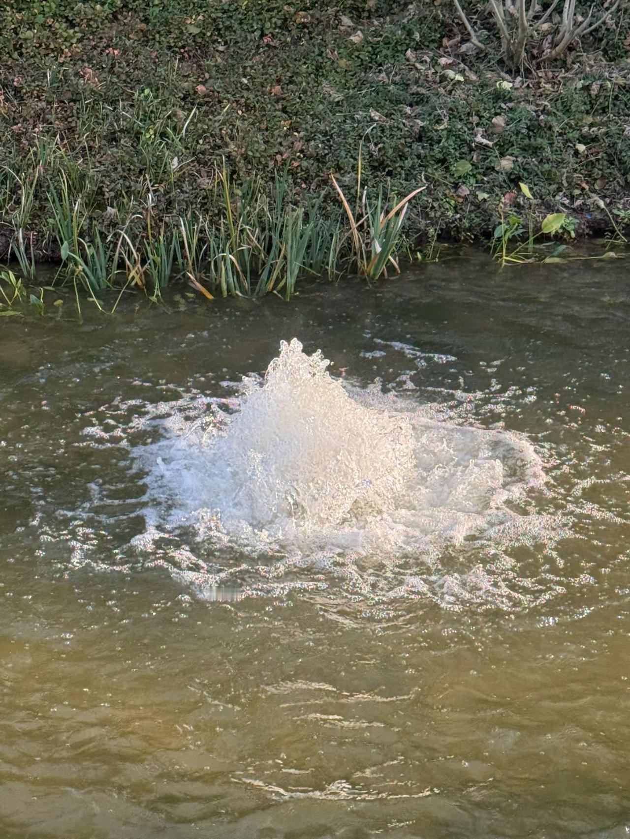 近日，一则4岁女童感染甲流后合并细菌感染，最终发展为“白肺”的消息引发广泛关注