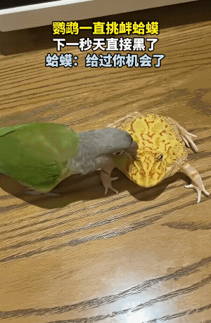 这画面简直太逗了！主人随手记录下了自家鹦鹉挑衅蛤蟆的幕。起初，蛤蟆正趴在桌上闭目