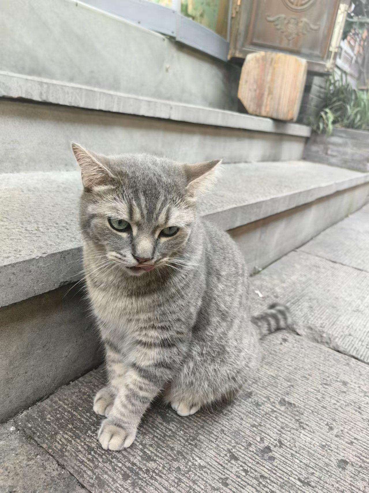 今天楼下看到一只流浪猫，瘦得皮包骨，我去便利店买了根火腿肠喂它。旁边一个大姐说“