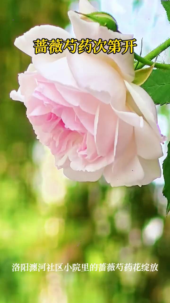 蔷薇芍药次第开。洛阳澳河社区小院里的蔷薇芍药花绽放。