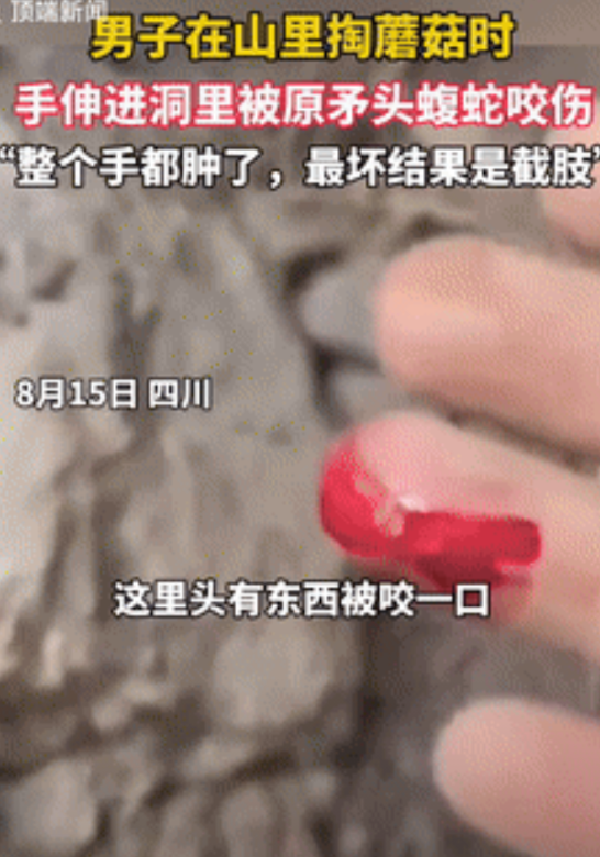 悲剧还是发生了！四川自贡，一男子进山准备采蘑菇，谁料，刚把手伸进洞里，就被一条毒
