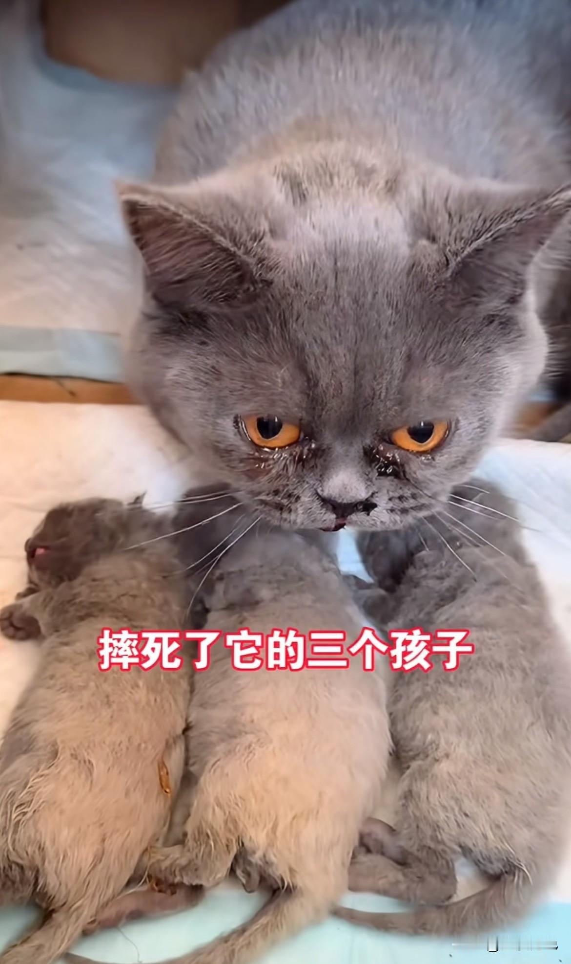 男童虐杀三只奶猫的事儿后续来了！孩子家长没想着怎么正确引导孩子认识错误，反倒跑去