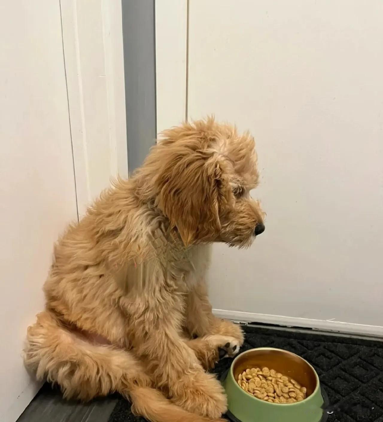 养了十几年的宠物狗最终还是离去了。小时候很喜欢小狗，觉得毛茸茸的好可爱。父母就