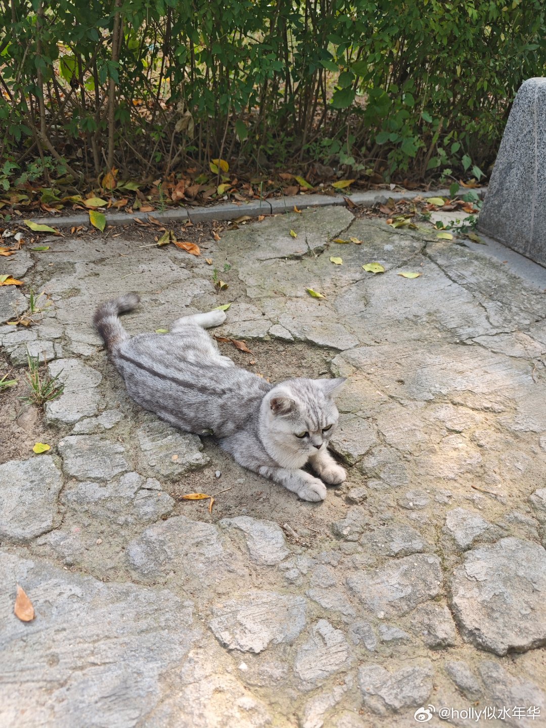 #随手拍#这么可爱的猫咪也成了小流浪​