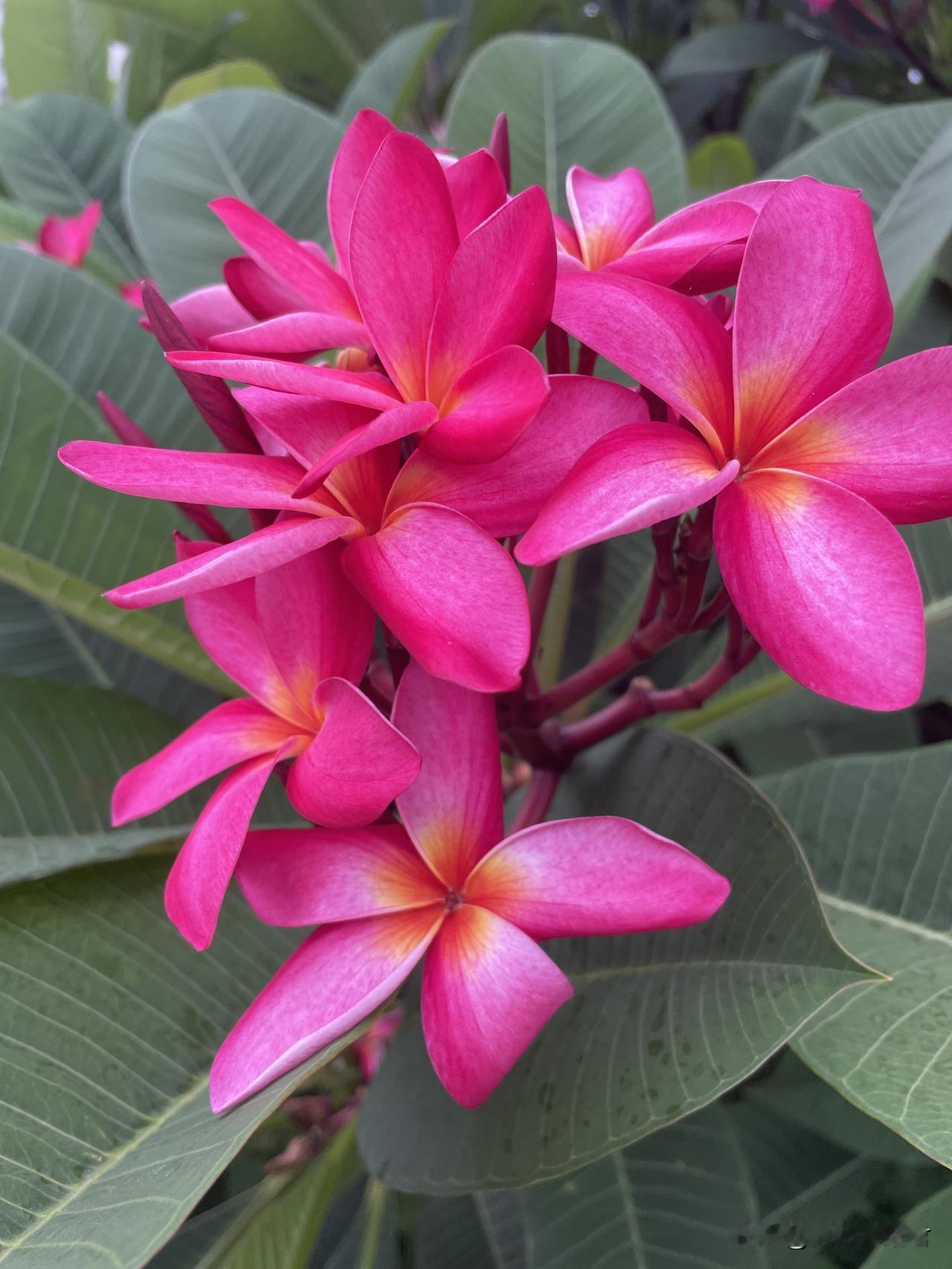 这样的女子，遭遇退婚太正常了！一女子，30岁，和男友谈了6年，订婚男友给了12.