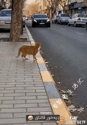 小猫学会了碰瓷？大概率是人工智能生成的画面，真正的小猫怎么会干出这样的事情！即便