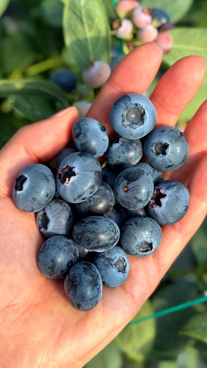 蓝莓真的是超级食物吗？过度的吹捧是否是在刻意制造焦虑？我个人觉得蓝莓确实是营