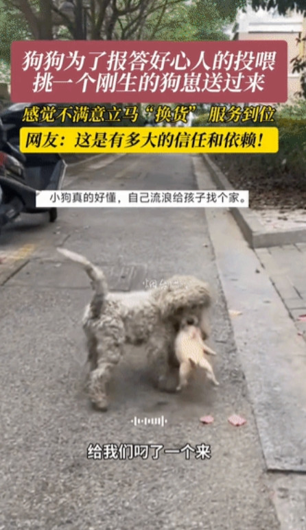 太通人性了！江苏，流浪狗为报答好心人的投喂，叼来一只刚出生的小狗，好心人说喜欢白