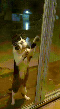 破防了！奶油猫妈叼着幼崽疯狂敲门，这才是世间最伟大的母爱❤️谁看了不落泪啊